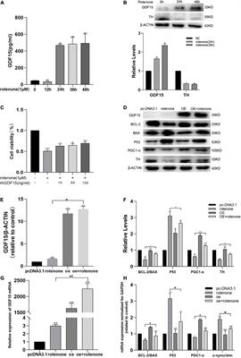 Growth Differentiation Factor 15 Protects SH-SY5Y Cells From Rotenone-Induced Toxicity by Suppressing Mitochondrial Apoptosis